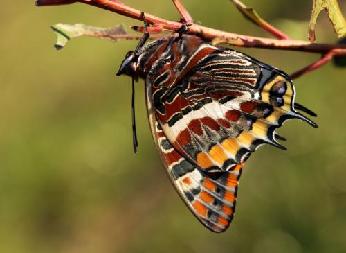 Charaxes jasius