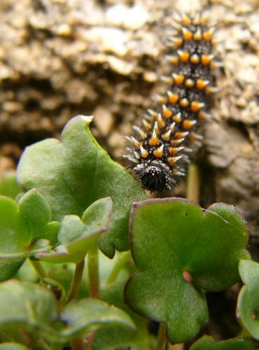 Melitaea sp.