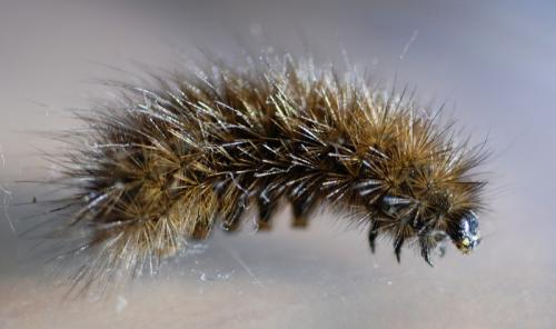 Phragmatobia fuliginosa