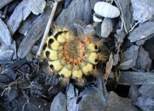 Réf. 66 211 : Acronicta euphorbiae