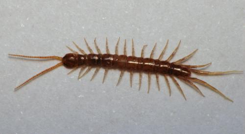 Lamyctes sp.