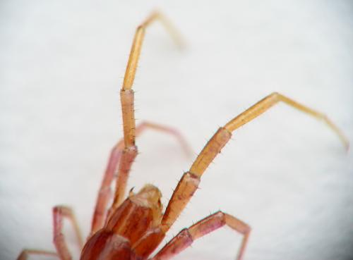 Lamyctes sp.