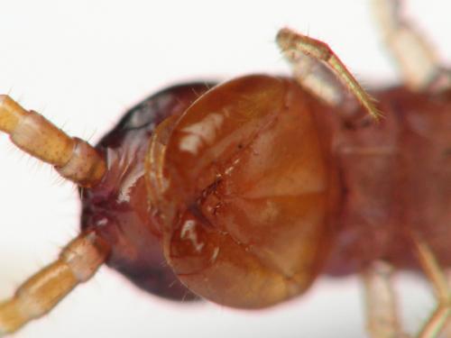 Lamyctes sp.