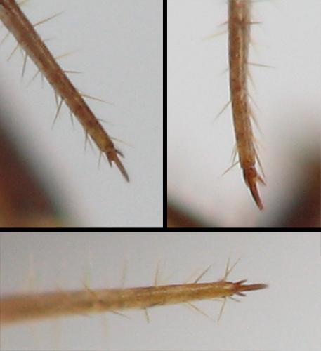 Lamyctes sp.