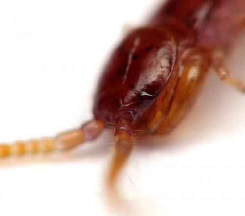 Lamyctes sp.