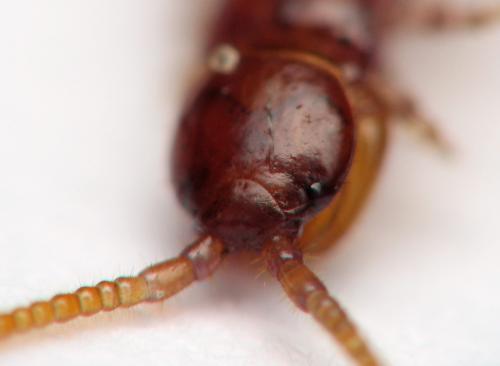 Lamyctes sp.