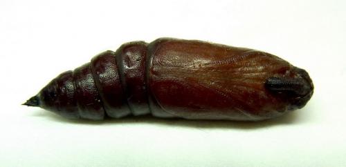 Réf. 66 803 : Sphinx pinastri