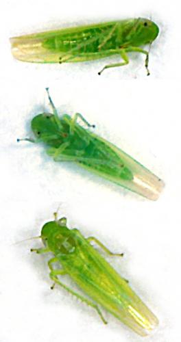Réf. 66 736 : Empoasca sp.