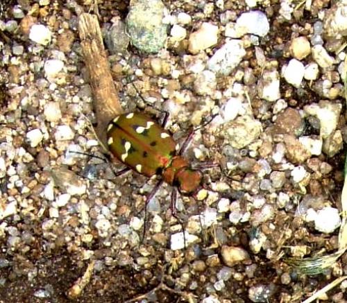 Cicindela campestris nigrita