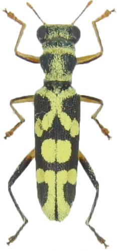 Réf. 66 125 : Callimerus amabilis