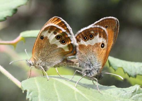 Réf. 66 331 : Coenonympha arcania
