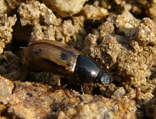 Chilothorax sp.