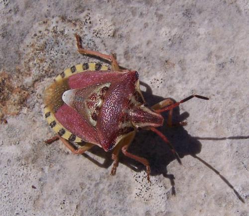 Réf. 66 122 : Codophila varia