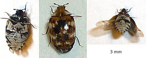 Anthrenus verbasci