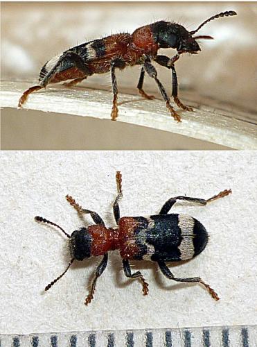 Réf. 66 986 : Thanasimus formicarius
