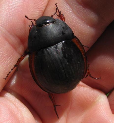 Hexodon sp.