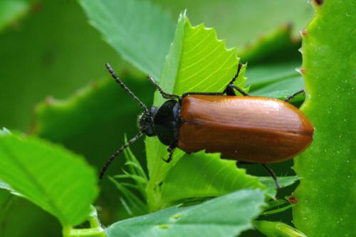 Réf. 66 776 : Omophlus lepturoides