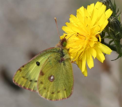 Colias sp.