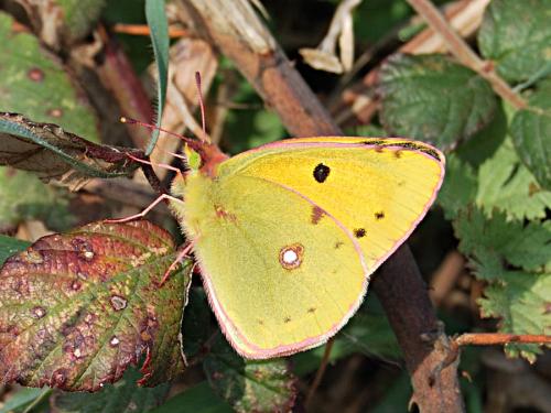 Colias croceus