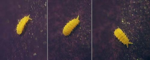 Monobella grassei