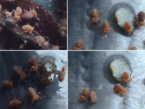 Réf. 66 750 : Stenacidia violacea