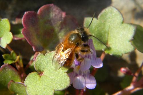 Osmia sp.