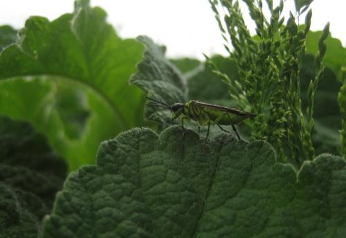 Réf. 66 020 : Tenthredo mesomela