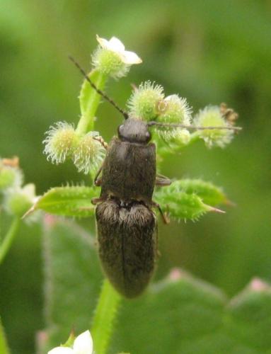 Réf. 66 256 : Athous haemorrhoidalis