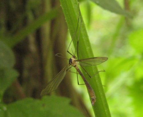 Cylindrotoma distinctissima
