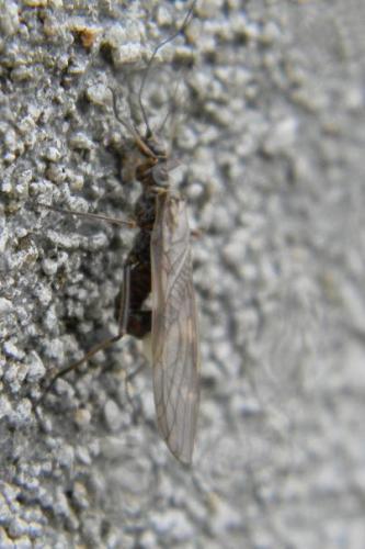 Réf. 66 554 : Rhabdiopteryx neglecta