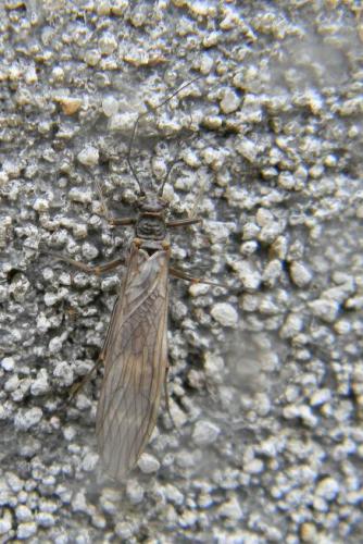 Rhabdiopteryx neglecta