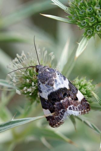 Réf. 66 649 : Acontia lucida