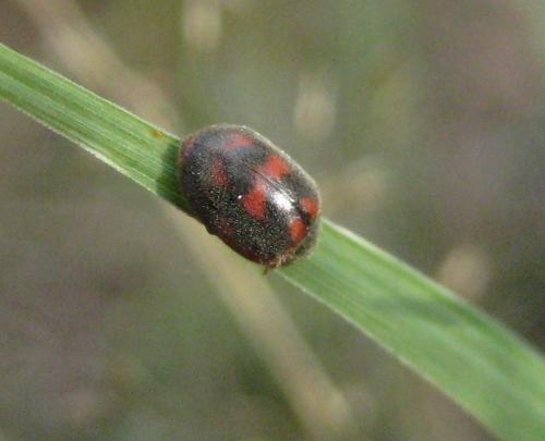 Réf. 66 227 : Novius cruentatus