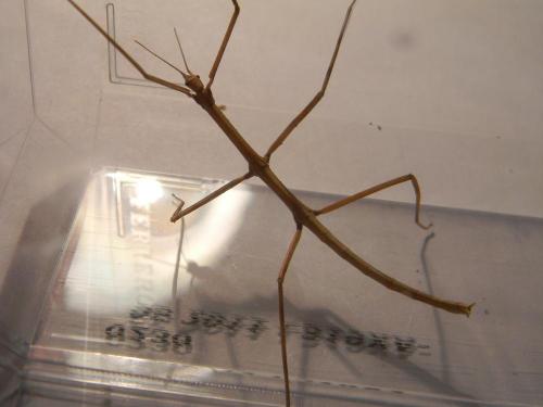 Réf. 66 696 : Medauroidea extradentata