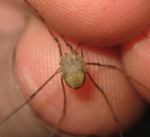 Leiobunum blackwallii