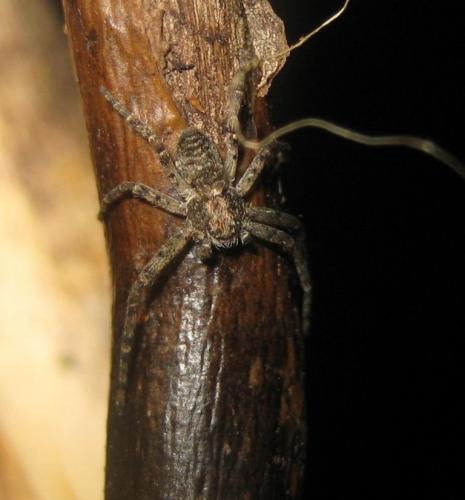 Philodromus sp.