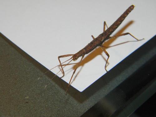 Neohirasea maerens