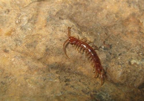 Lithobius forficatus