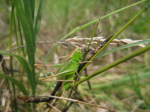 Réf. 66 229 : Metrioptera sp.