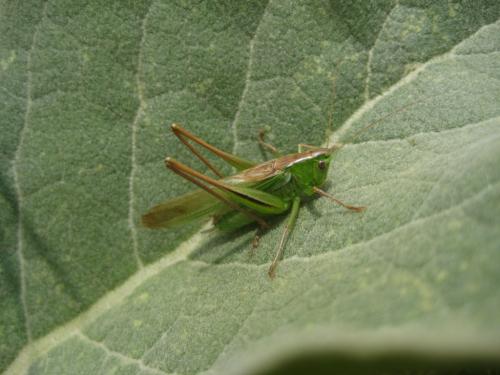 Réf. 66 157 : Metrioptera sp.