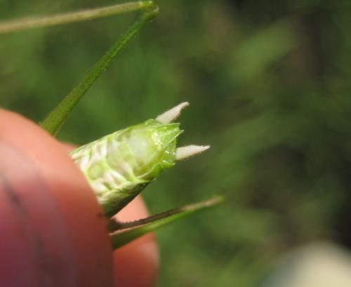 Réf. 66 152 : Leptophyes discoidalis