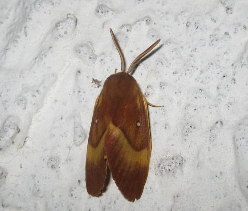 Lasiocampa quercus