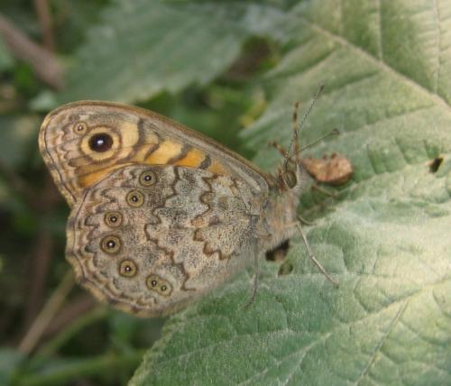 Lasiommata megera