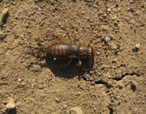 Réf. 66 615 : Modicogryllus truncatus