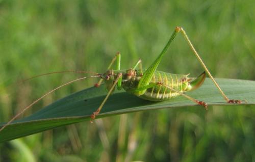Leptophyes sp.
