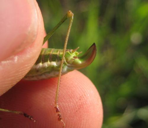 Leptophyes sp.