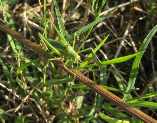 Leptophyes discoidalis