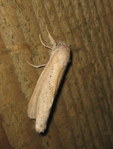 Phragmataecia castaneae