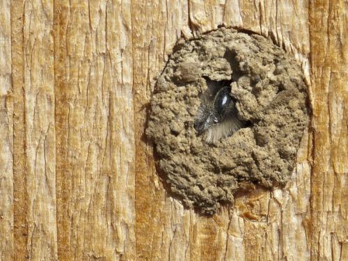 Osmia cornuta