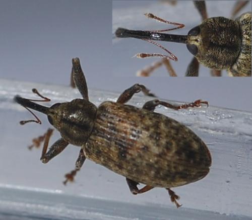 Réf. 66 452 : Dorytomus sp.